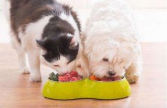 喂食机语音ic丨喂食器语音提示芯片丨电子喂食语音播放芯片丨沙漏喂食语音播报芯片